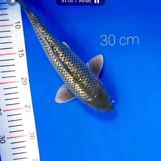 Soragoi ginrin 30 cm