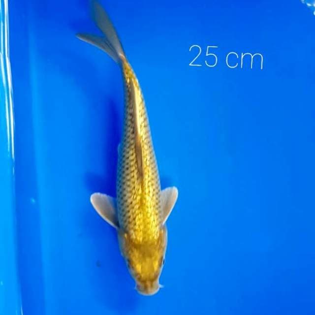 Midori ginrin 25 cm