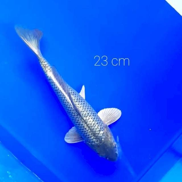 Midori ginrin 23 cm