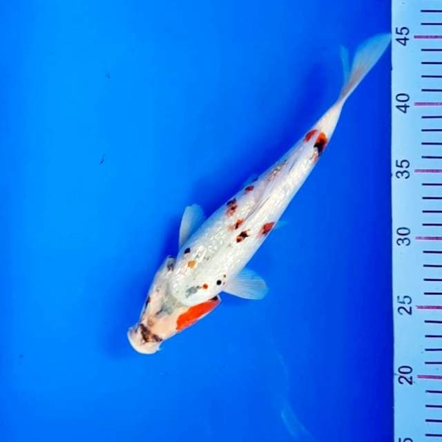 Showa ginrin 26 cm