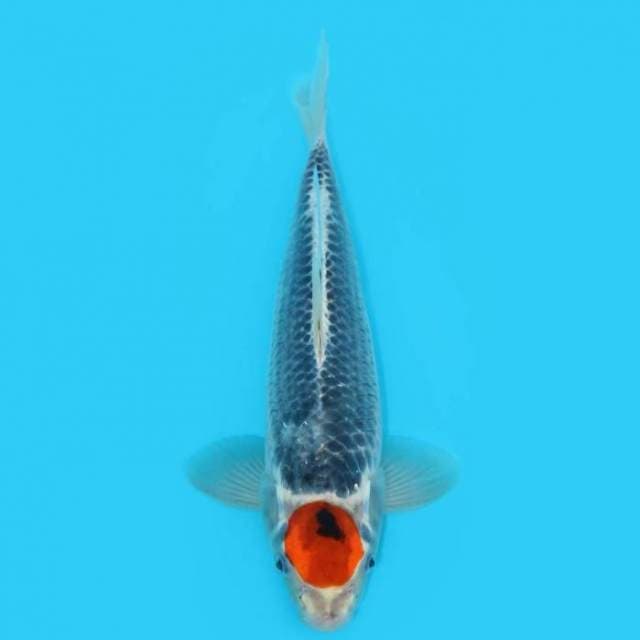 Tancho Kujaku 30 Cm