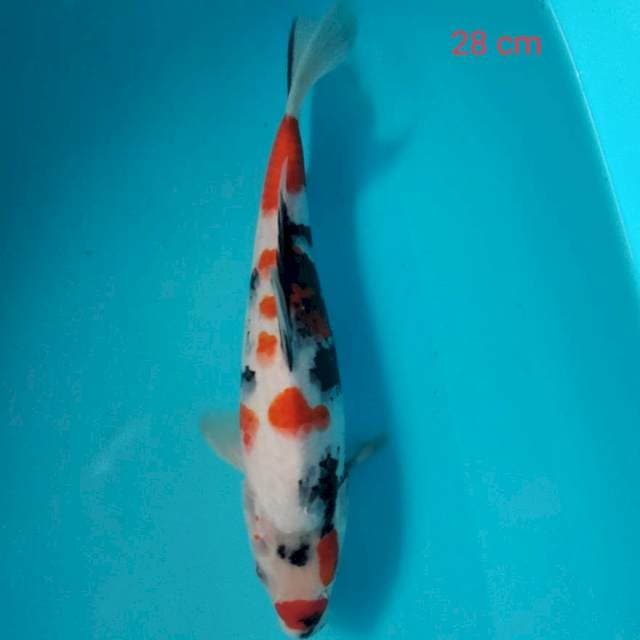 Showa 28 cm (minus sirip kiri)