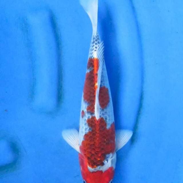 Ori goshiki 32cm