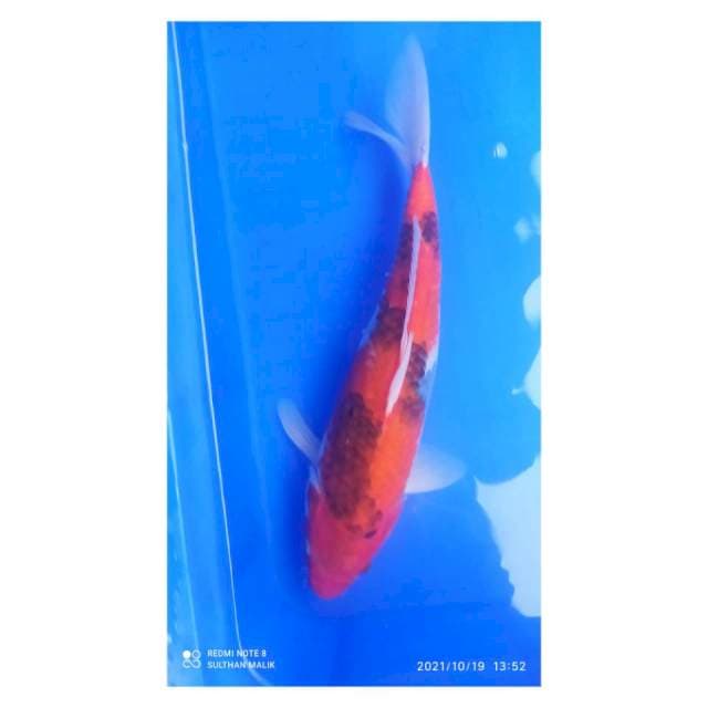 Kage showa 32 cm