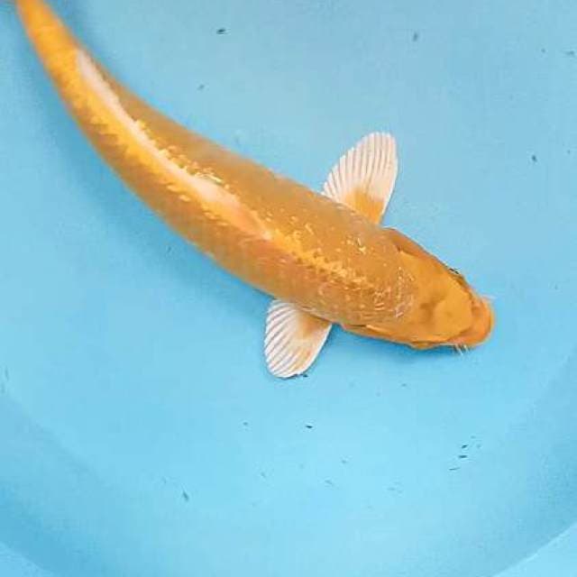Ogon ginrin 34 cm