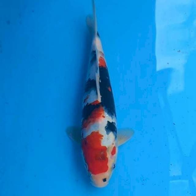 Showa 32cm