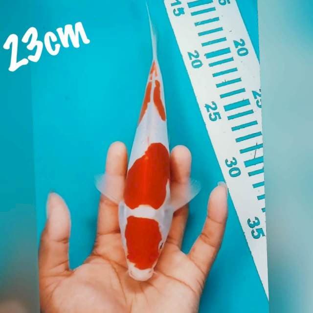 Kohaku 23cm