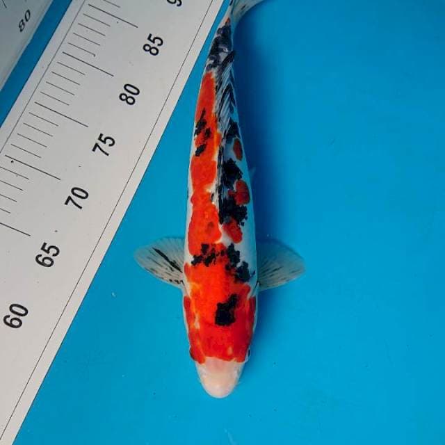 DOITSU SANKE 36 cm