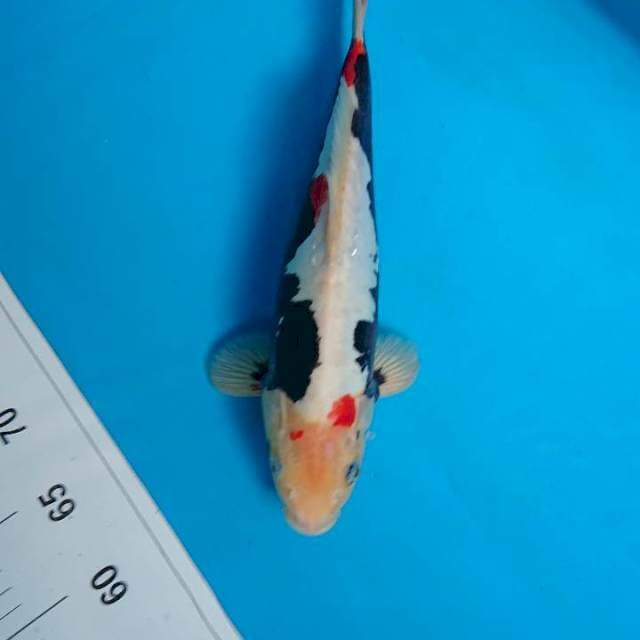BENIKUMON 32 cm