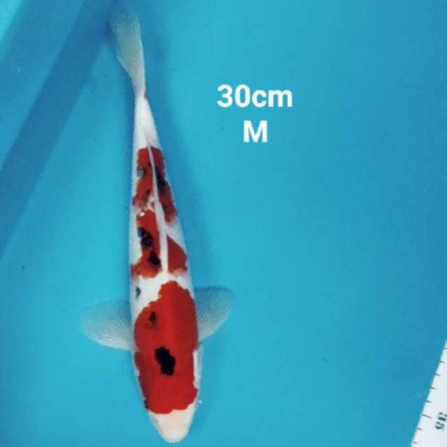 Sanke strong 30cm male