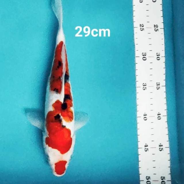Doitsu sanke jos 29cm