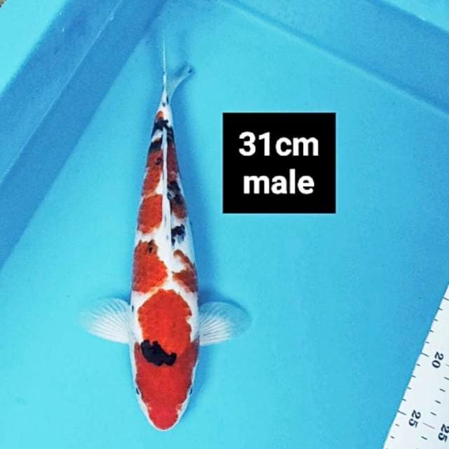 Sanke jos 31cm male