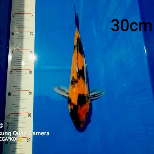 Hishowa 30cm