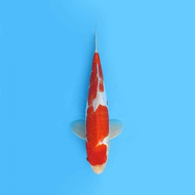 30CM - KOHAKU