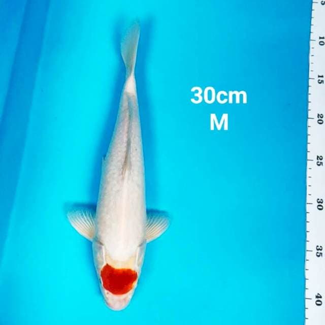 Tancho kohaku 30cm male