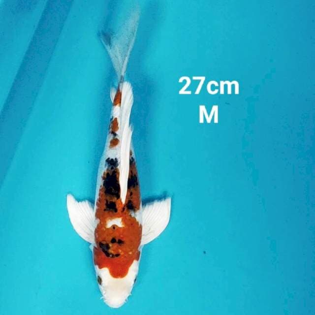 Kumpay heisei nishiki 27cm male