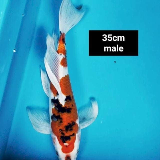 Kumpay sanke strong 35 male