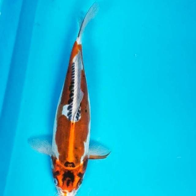 Kujaku doit 30cm