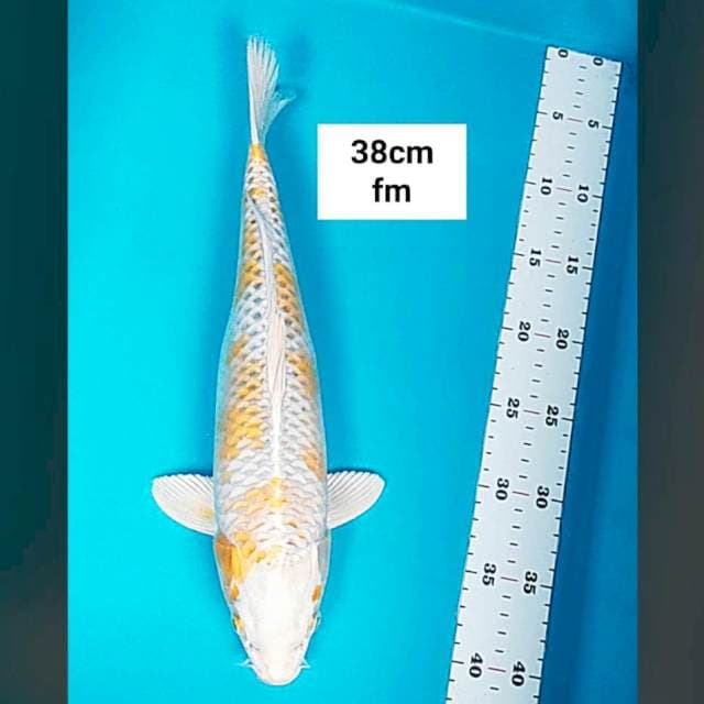 Hariwake jos 38cm