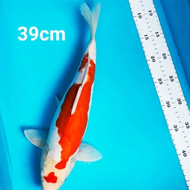 Kohaku doit strong 39cm