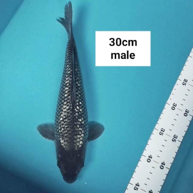 Soragoi ginrin body jos 30cm male