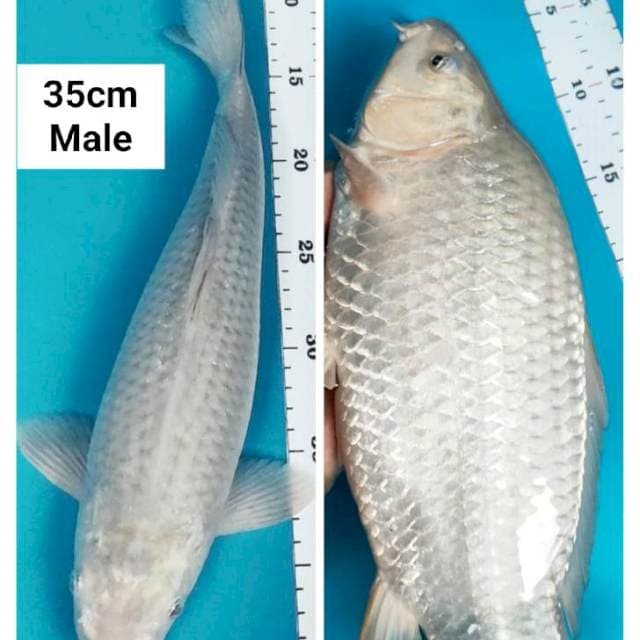 Soragoi punuk onta 35cm male