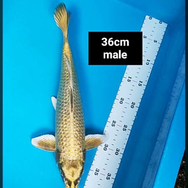 Mukashi gold strong 36cm male