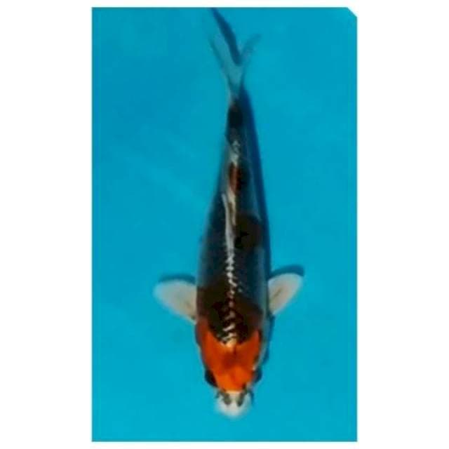 ✅ kujaku gingga 25CM