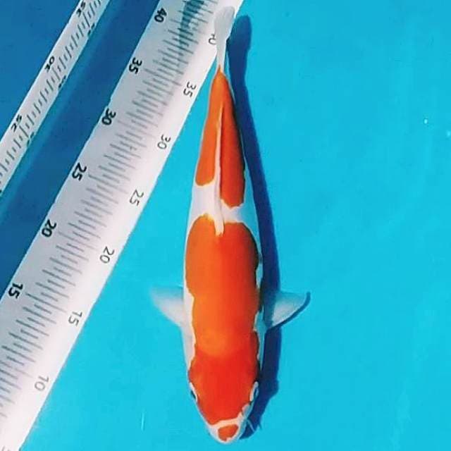 ✅ kohaku doitsu 35bu