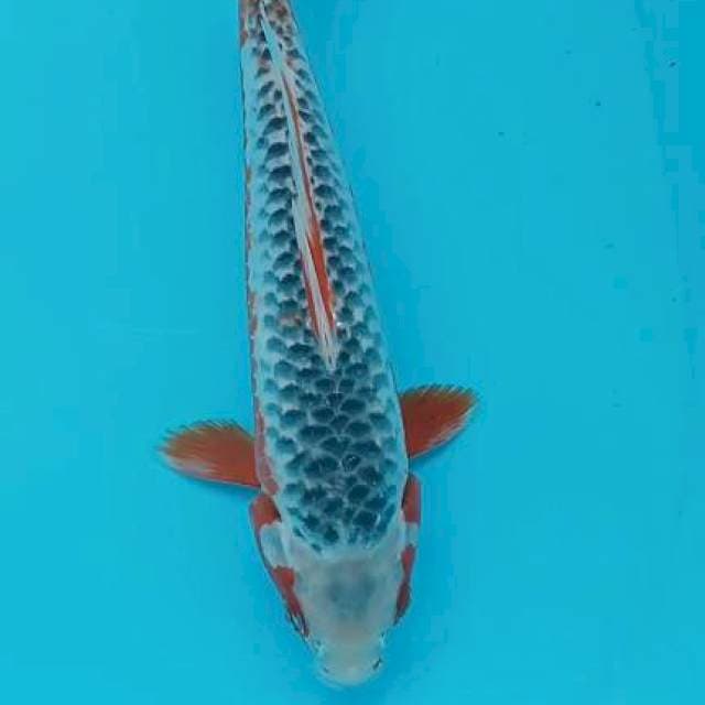 29cm asagi