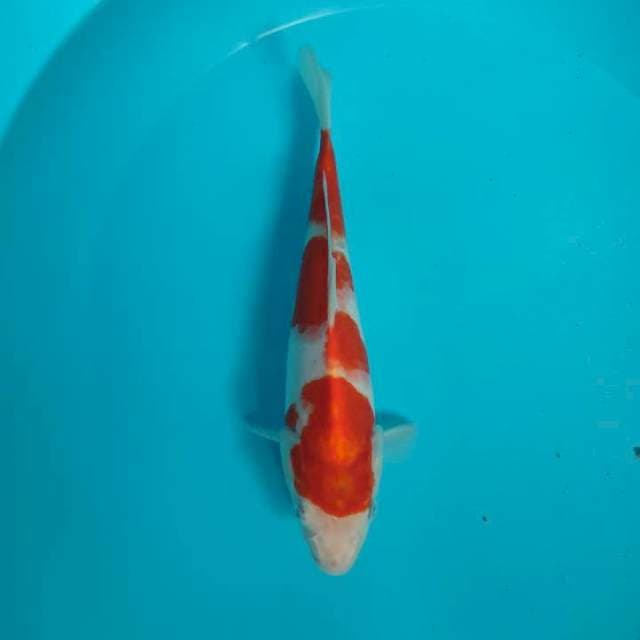 Kohaku HQ