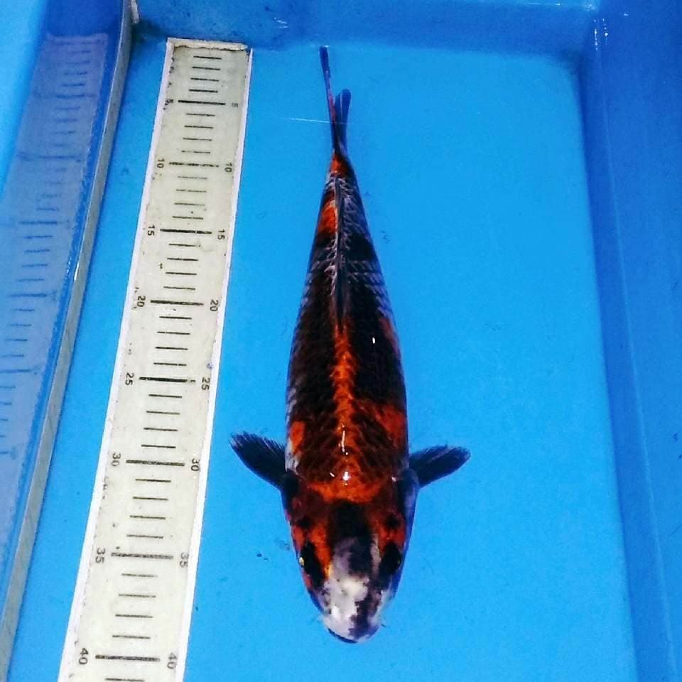 Gin kuroshowa koleksi langka