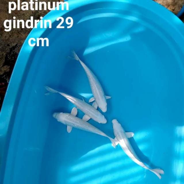 Platinum gindrin full 4 ekor