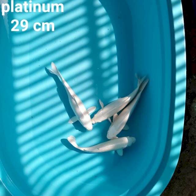 Platinum 4 ekor