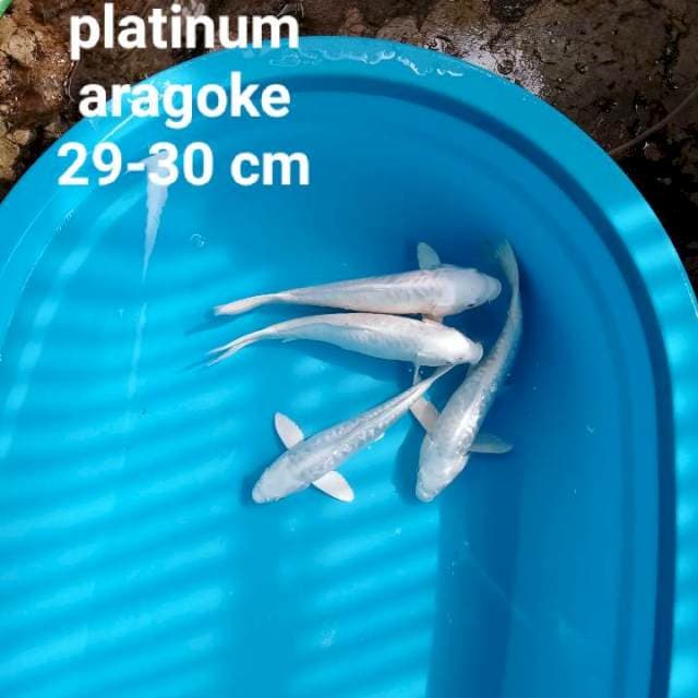 Platinum aragoke 4 ekor