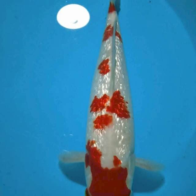 Kohaku gindrin male 32 cm