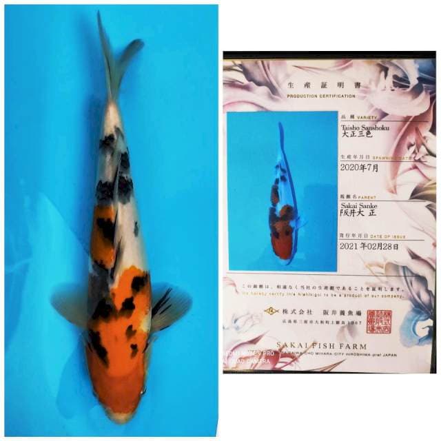 Sakai Sanke