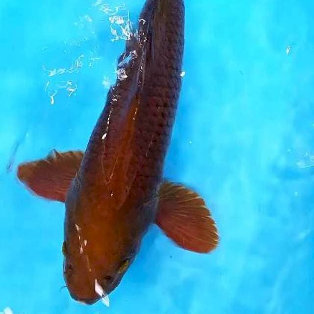 Cagoi tembaga cling male 44 cm