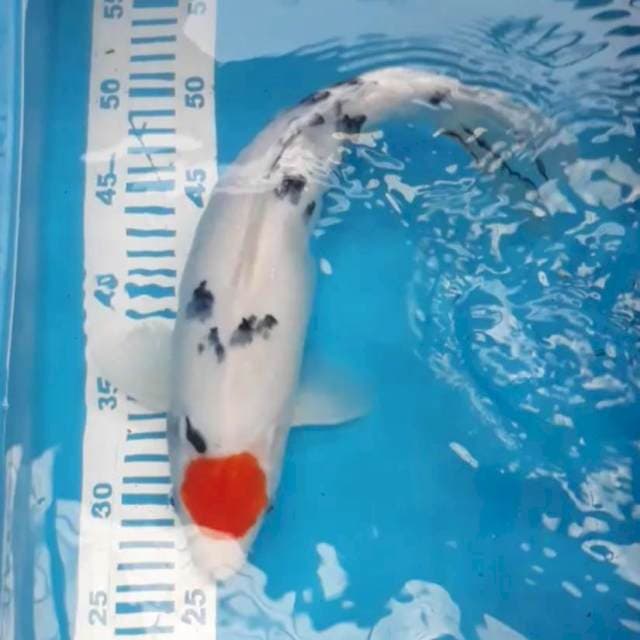 Tancho Sanke 35 cm Female