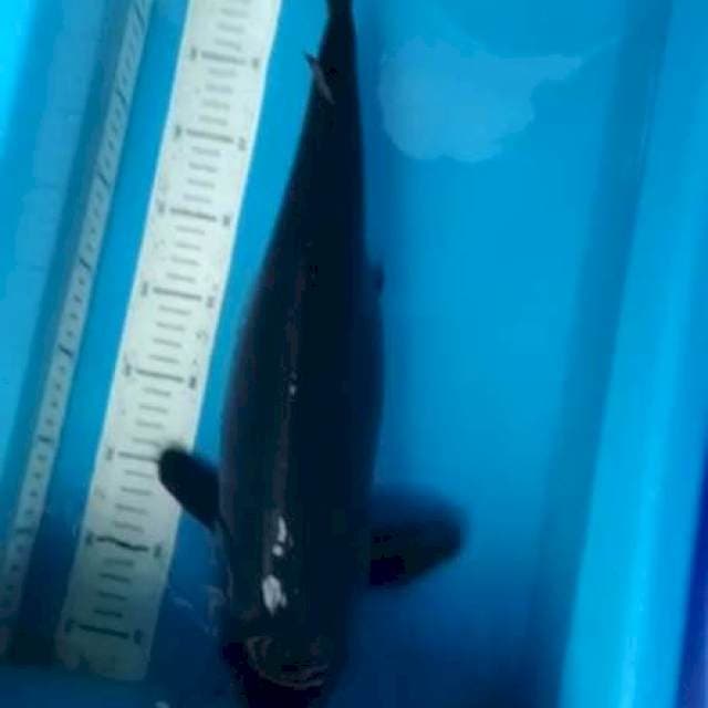 karasugoi 51 cm