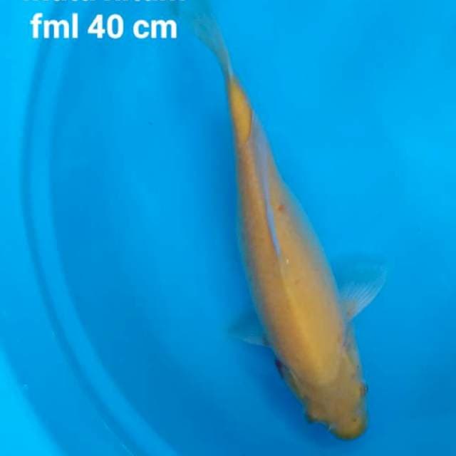 40 cm Karasi lemon mata hitam