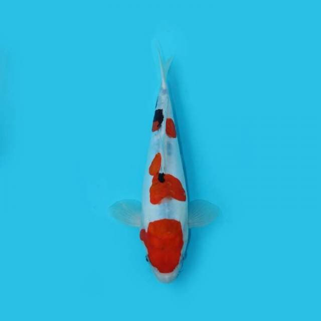 28CM - SANKE