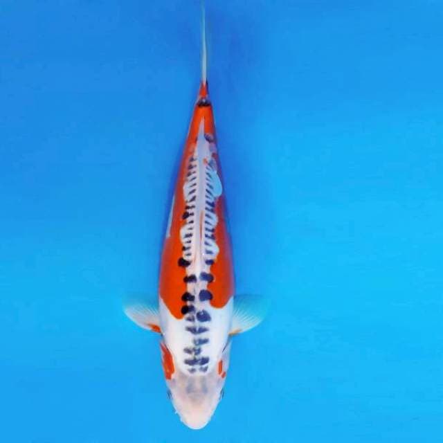 SAITAMA 3 ~ HI SHUSUI ™