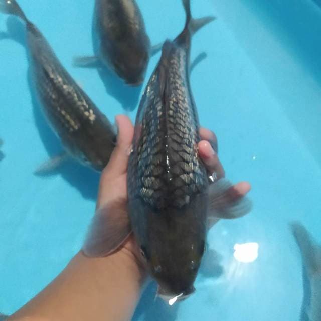 Shoragoi Gindrin punuk 32cm