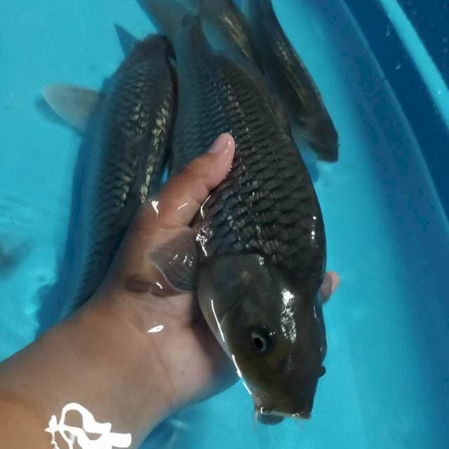 Shoragoi Gindrin punuk 32cm