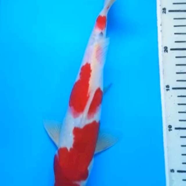 RED TATEGOI SANKE 30 Cm, JANTAN