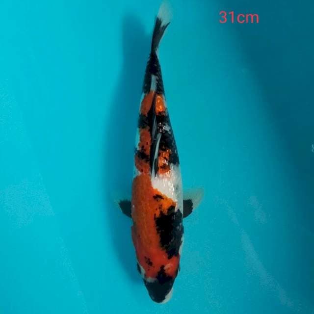 Showa ginrin motogoro 31 cm