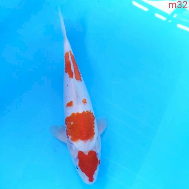 KOHAKU love M32 ory