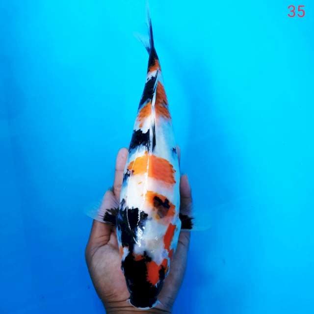 SHOWA HQ 35cm