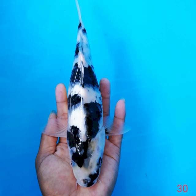 Shiro 30cm
